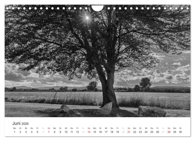 Produktbild: B&auml;ume - Natursch&ouml;nheiten in schwarz-wei&szlig; (Wandkalender 2026 DIN A4 quer), CALVENDO Monatskalender
