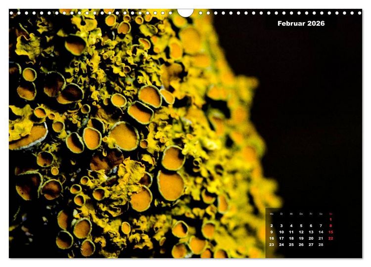 Produktbild: Der Natur auf der Spur - Makro-Fotografien der besonderen Art (Wandkalender 2026 DIN A3 quer), CALVENDO Monatskalender