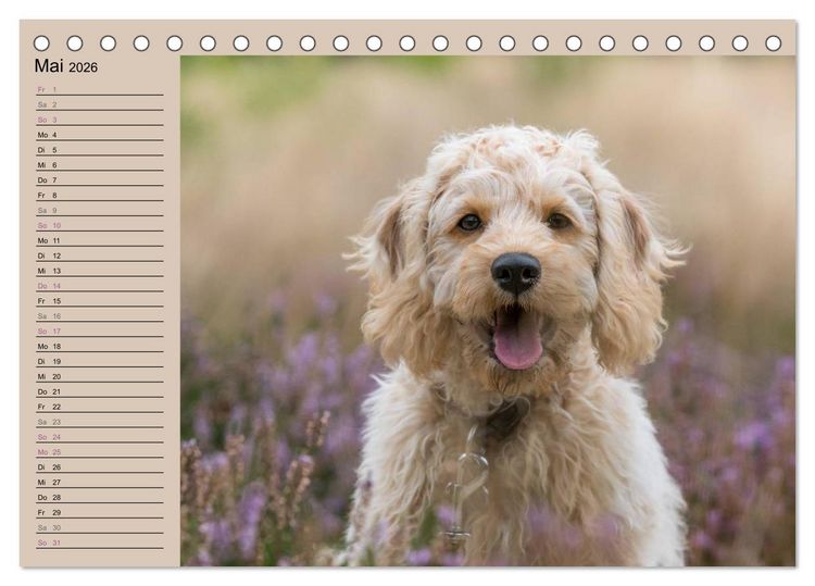 Produktbild: Ein Labradoodle-Welpe in der Heide (Tischkalender 2026 DIN A5 quer), CALVENDO Monatskalender