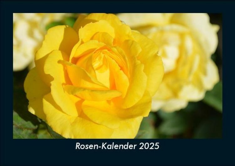Produktbild: Rosen-Kalender 2025 Fotokalender DIN A5