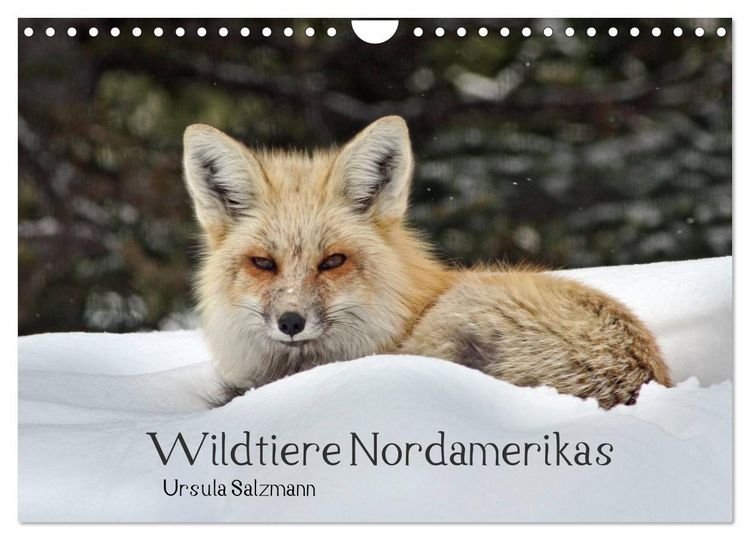 Produktbild: Wildtiere Nordamerikas (Wandkalender 2026 DIN A4 quer), CALVENDO Monatskalender