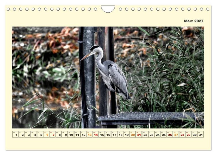 Produktbild: Tierwelt der W&uuml;mmeniederung (Wandkalender 2027 DIN A4 quer), CALVENDO Monatskalender