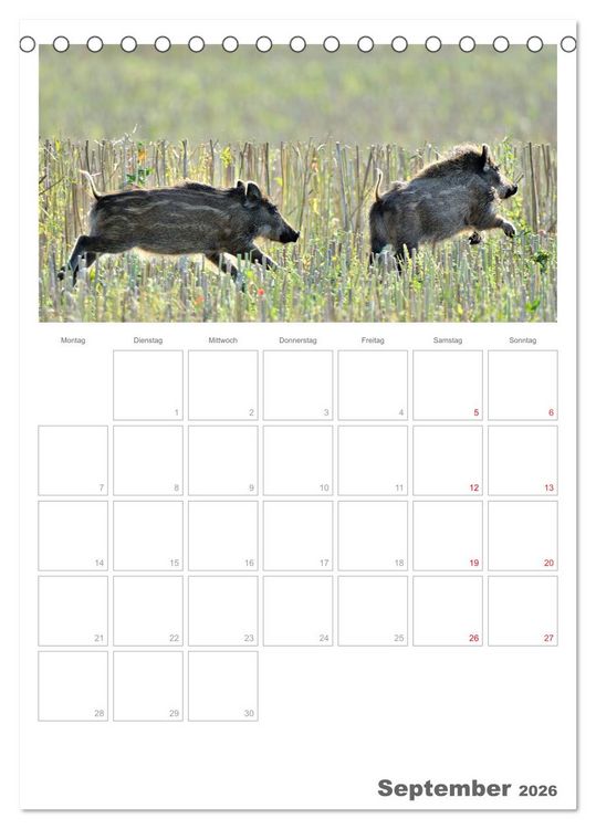 Produktbild: Rehe & Co / Planer (Tischkalender 2026 DIN A5 hoch), CALVENDO Monatskalender