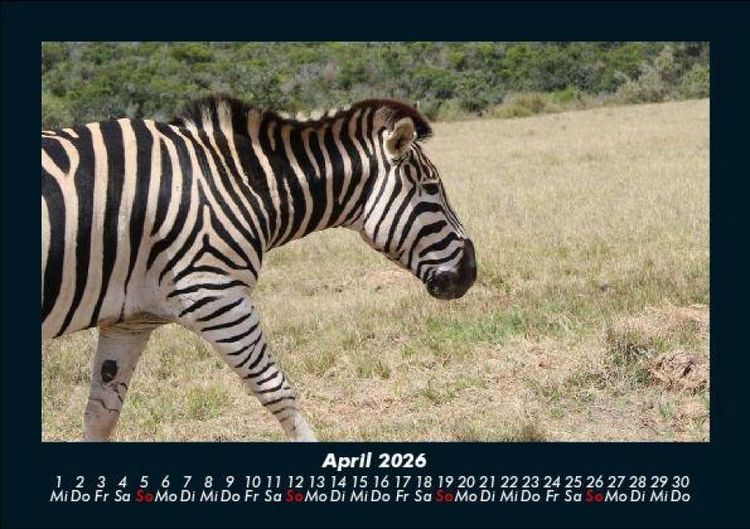 Produktbild: Zebrazauber 2026 Fotokalender DIN A5