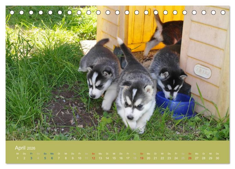 Produktbild: Husky Welpen (Tischkalender 2026 DIN A5 quer), CALVENDO Monatskalender