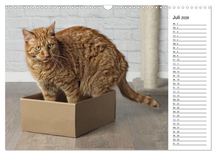 Produktbild: Karton Katzen (Wandkalender 2026 DIN A3 quer), CALVENDO Monatskalender
