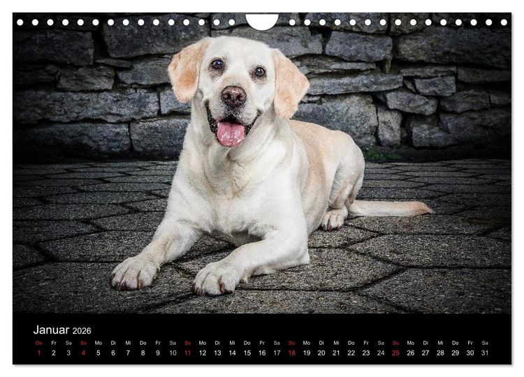 Produktbild: Urban Dogs - Hundekalender der anderen Art (Wandkalender 2026 DIN A4 quer), CALVENDO Monatskalender