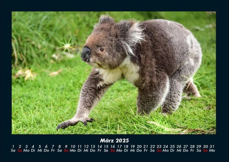 Produktbild: Koala 2025 Fotokalender DIN A4