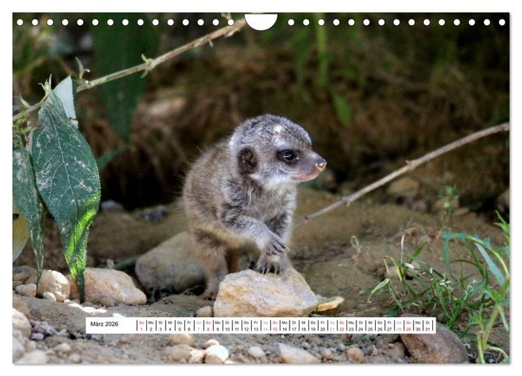 Produktbild: Erdm&auml;nnchen - Die Kobolde im Tierreich (Wandkalender 2026 DIN A4 quer), CALVENDO Monatskalender