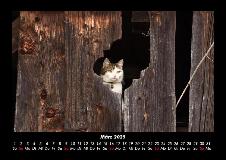 Produktbild: F&uuml;r Katzenfreunde 2025 Fotokalender DIN A3