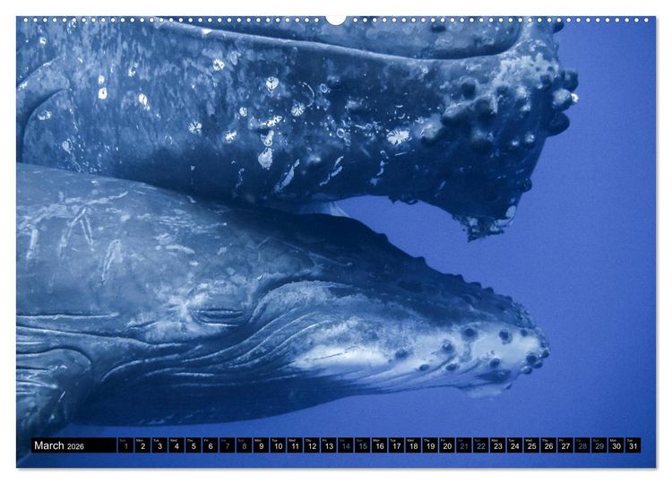 Produktbild: A Whale of a Year (High Quality Premium Wall Calendar 2026 DIN A2 landscape),CALVENDO 12 Month Wall Calendar