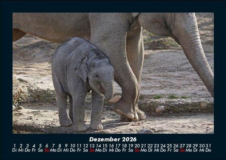 Produktbild: Elefanten 2026 Fotokalender DIN A5