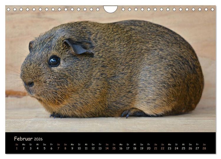 Produktbild: Meerschweinchen - Kleine s&uuml;&szlig;e Fellnasen (Wandkalender 2026 DIN A4 quer), CALVENDO Monatskalender