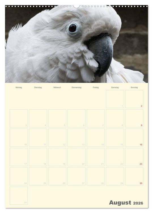 Produktbild: Kunterbunter Papageien-Planer (hochwertiger Premium Wandkalender 2026 DIN A2 hoch), Kunstdruck in Hochglanz