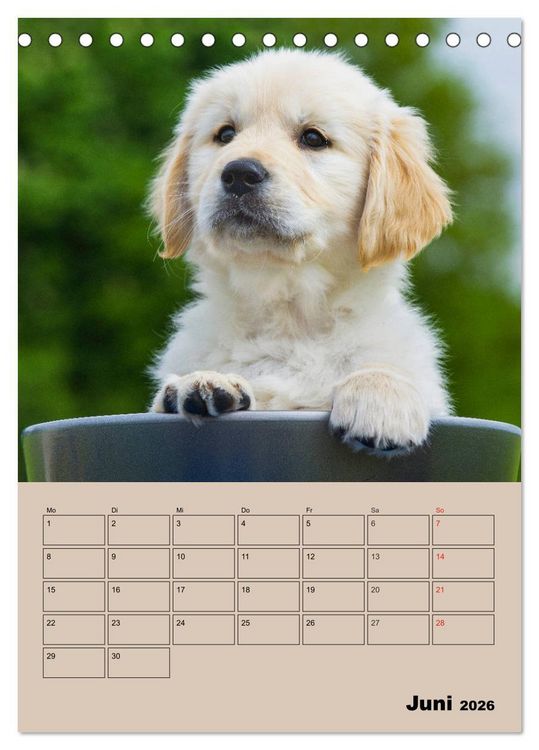 Produktbild: Jahresplaner Golden Retriever Welpen (Tischkalender 2026 DIN A5 hoch), CALVENDO Monatskalender
