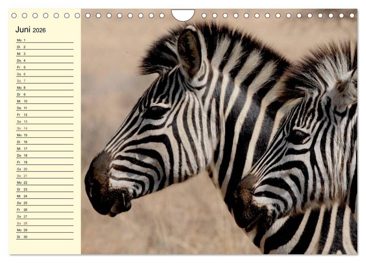 Produktbild: Afrika. Tiere in freier Wildbahn (Wandkalender 2026 DIN A4 quer), CALVENDO Monatskalender