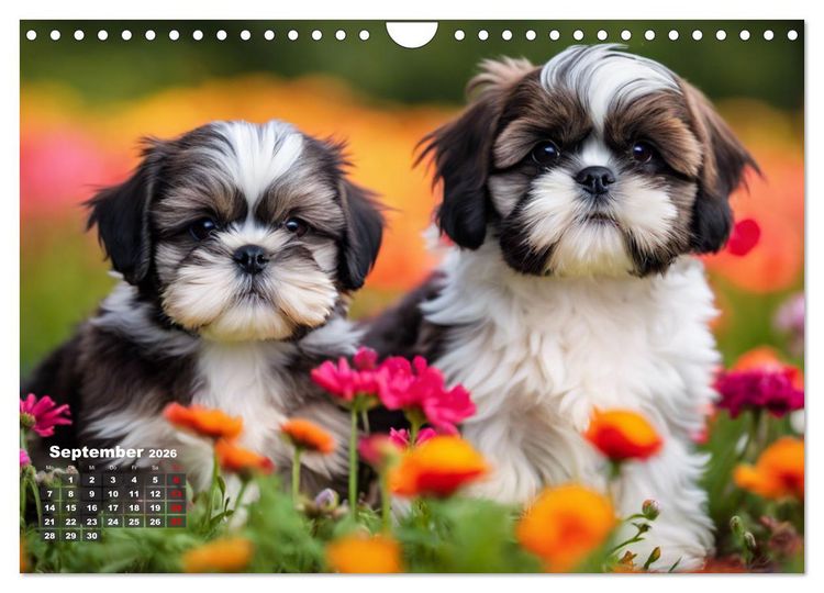 Produktbild: Shih Tzu - der wuschelige Hund aus Tibet (Wandkalender 2026 DIN A4 quer), CALVENDO Monatskalender