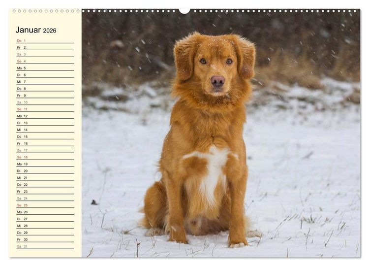Produktbild: Toll, toll, Toller (Wandkalender 2026 DIN A2 quer), CALVENDO Monatskalender