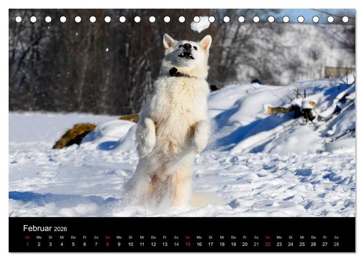 Produktbild: Wei&szlig;er Schweizer Sch&auml;ferhund (Tischkalender 2026 DIN A5 quer), CALVENDO Monatskalender