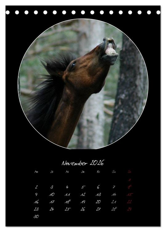 Produktbild: Crazy horses (Tischkalender 2026 DIN A5 hoch), CALVENDO Monatskalender