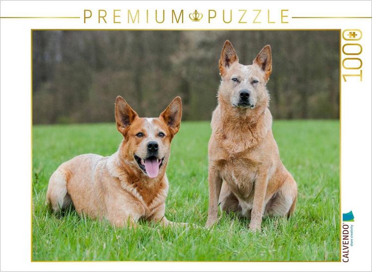 Produktbild: CALVENDO Puzzle Ein Motiv aus dem Kalender Power auf 4 Pfoten. Australian Cattle Dog | 1000 Teile Lege-Gr&ouml;&szlig;e 64x48cm Foto-Puzzle f&uuml;r gl&uuml;ckliche Stunde