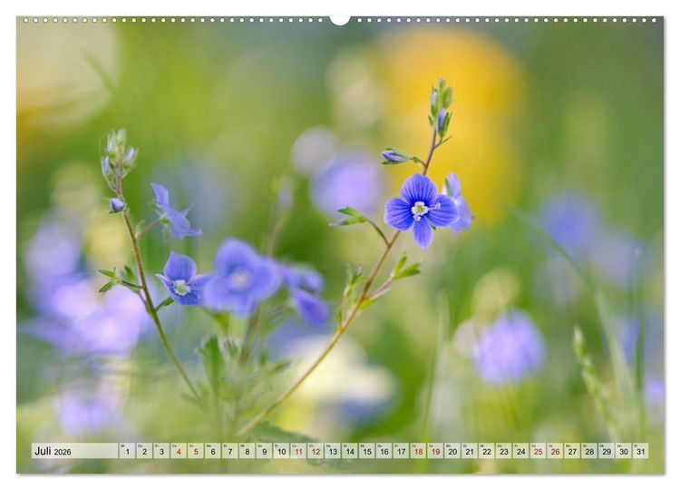 Produktbild: Wenn Bl&uuml;ten tr&auml;umen tanzt das Licht (Wandkalender 2026 DIN A2 quer), CALVENDO Monatskalender