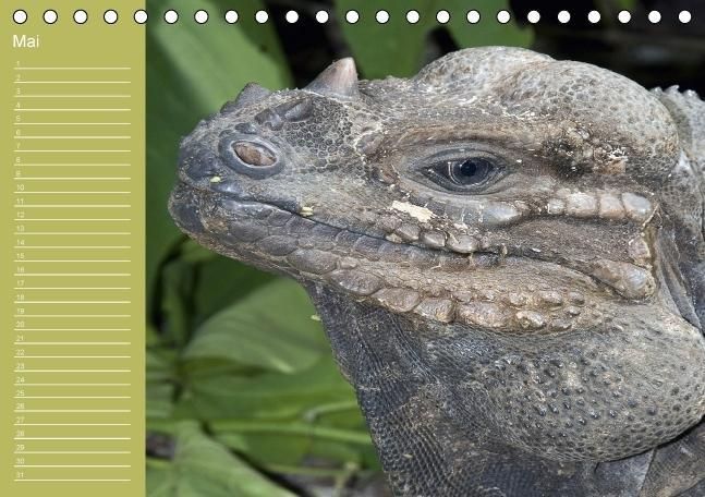Produktbild: Drachen / Geburtstagskalender (Tischkalender immerw&auml;hrend DIN A5 quer)