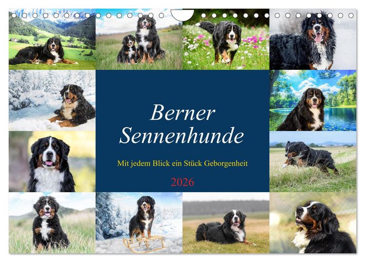 Produktbild: Berner Sennenhunde - Mit jedem Blick ein St&uuml;ck Geborgenheit (Wandkalender 2026 DIN A4 quer), CALVENDO Monatskalender