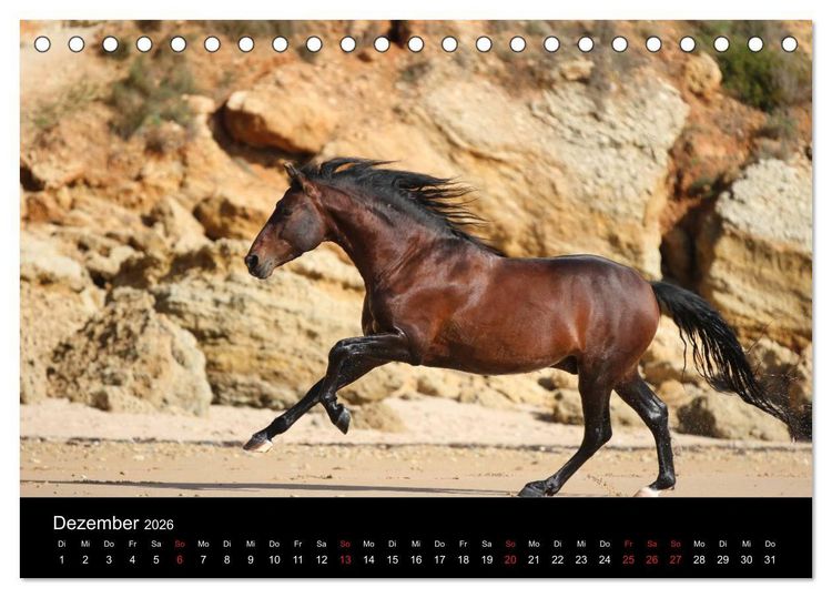 Produktbild: Caballos Spanische Pferde 2026 (Tischkalender 2026 DIN A5 quer), CALVENDO Monatskalender