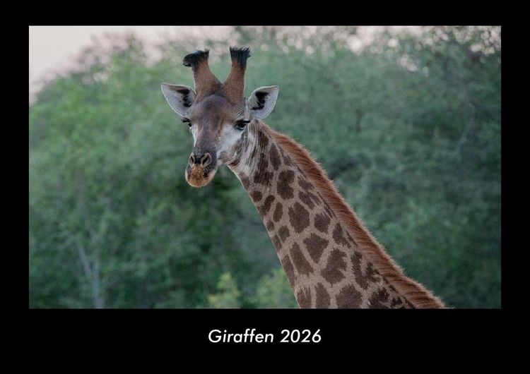 Produktbild: Giraffen 2026 Fotokalender DIN A3