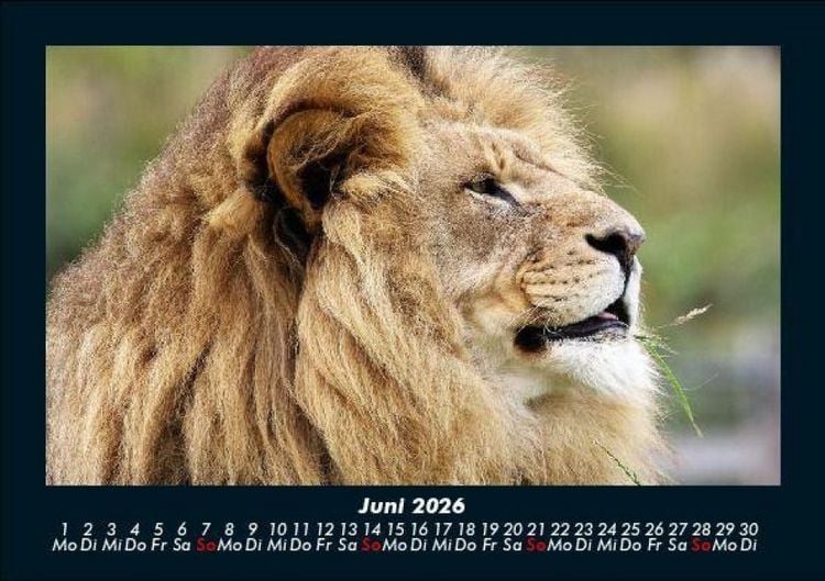 Produktbild: Der Tierkalender 2026 Fotokalender DIN A5