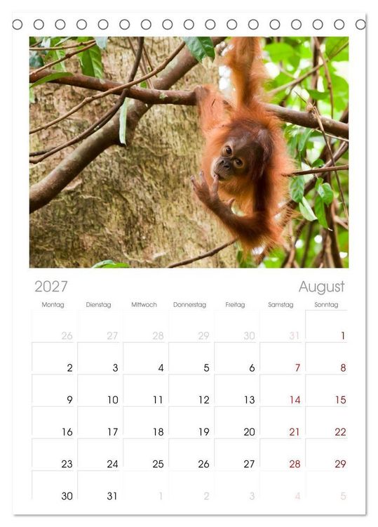 Produktbild: Tischplaner 2027 - Orang-Utans - Menschen des Regenwaldes (A5 Tischkalender zum Aufstellen) CALVENDO