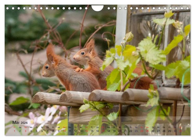 Produktbild: Spa&szlig; mit Eichh&ouml;rnchen-Kindern (Wandkalender 2026 DIN A4 quer), CALVENDO Monatskalender