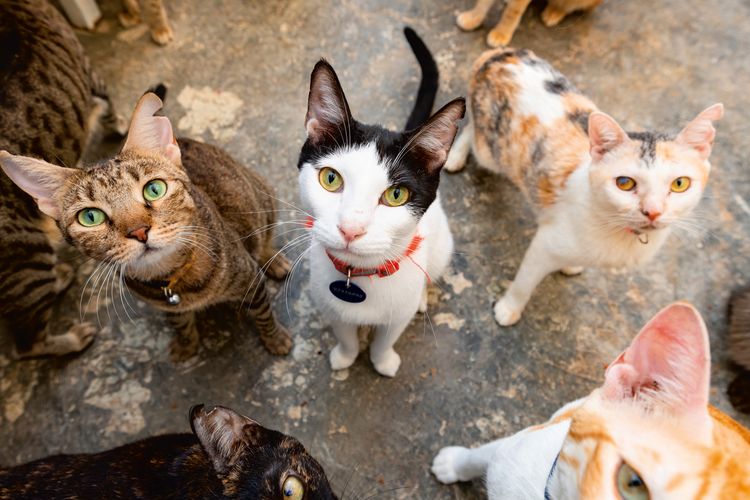 Produktbild: Katzen der Welt