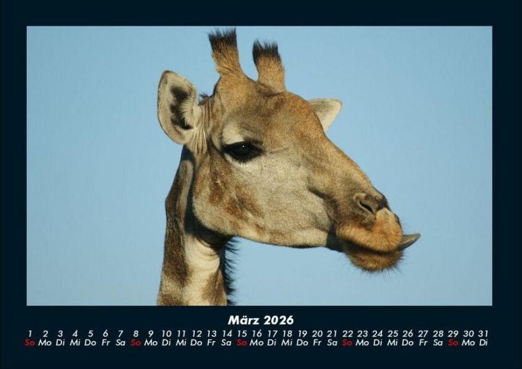 Produktbild: Giraffen 2026 Fotokalender DIN A4