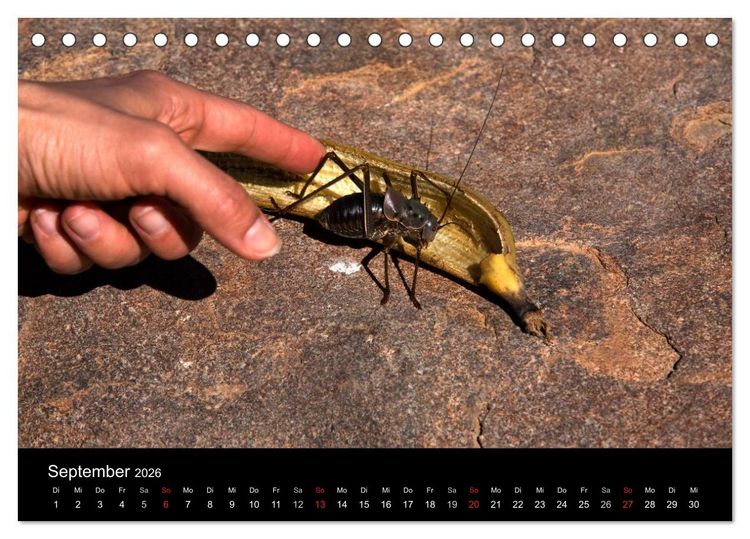 Produktbild: Namibias Tiere: von gro&szlig; bis klein (Tischkalender 2026 DIN A5 quer), CALVENDO Monatskalender