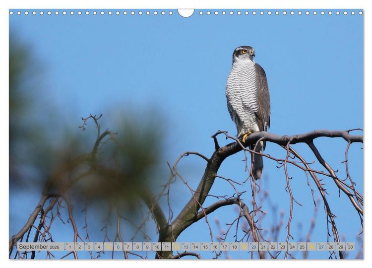 Produktbild: Habicht - aus dem Leben eines imposanten Greifvogels (Wandkalender 2026 DIN A3 quer), CALVENDO Monatskalender
