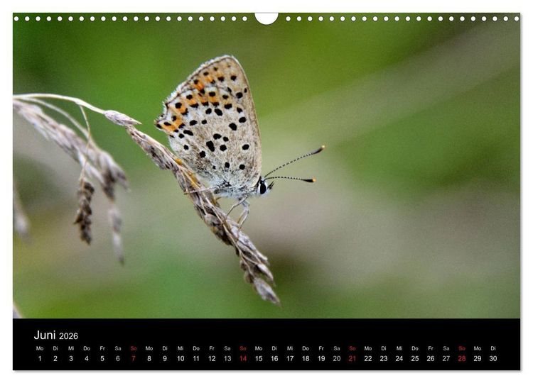 Produktbild: Schmetterlinge in Deutschland (Wandkalender 2026 DIN A3 quer), CALVENDO Monatskalender