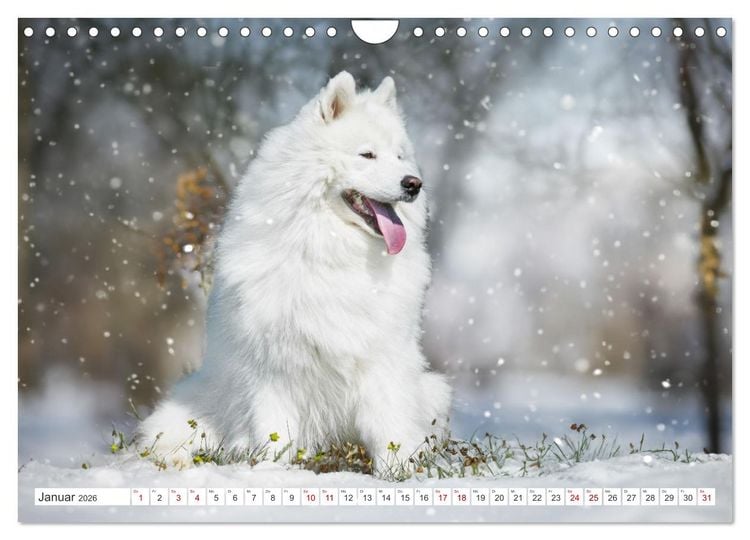 Produktbild: Der Samojede - Sch&ouml;nheit des Nordens (Wandkalender 2026 DIN A4 quer), CALVENDO Monatskalender
