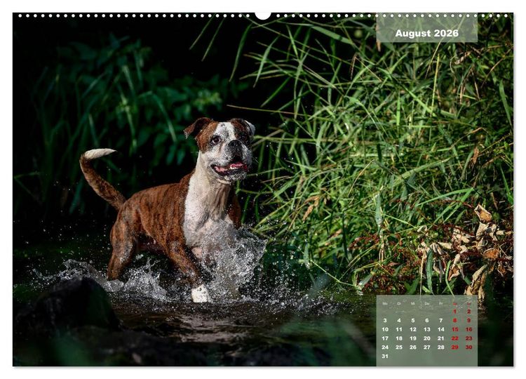 Produktbild: Boxer Frech und fr&ouml;hlich durch das Jahr (Wandkalender 2026 DIN A2 quer), CALVENDO Monatskalender