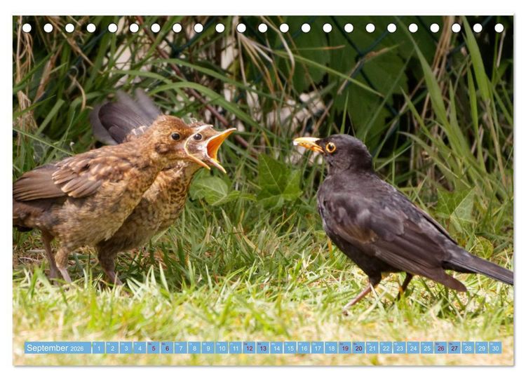 Produktbild: Amsel - Schwarzdrossel fotografiert von Ostfriesenfotografie (Tischkalender 2026 DIN A5 quer), CALVENDO Monatskalender