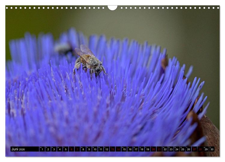 Produktbild: Insekten-Sommer (Wandkalender 2026 DIN A3 quer), CALVENDO Monatskalender