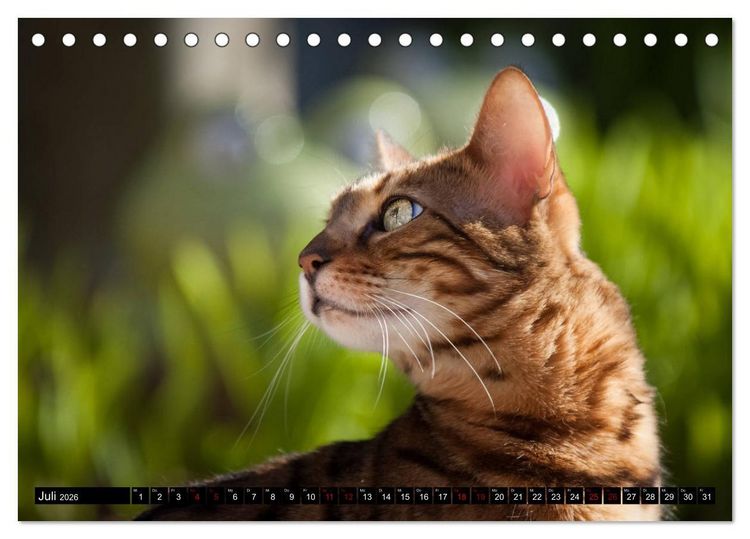 Produktbild: Bengalen Outdoor und Action (Tischkalender 2026 DIN A5 quer), CALVENDO Monatskalender