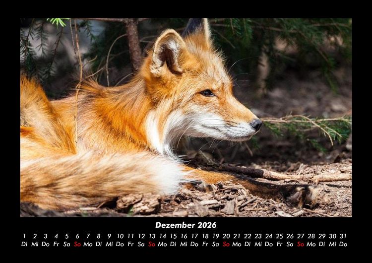 Produktbild: Der Tierkalender 2026 Fotokalender DIN A3
