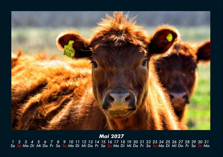 Produktbild: Der Tierkalender 2027 Fotokalender DIN A4