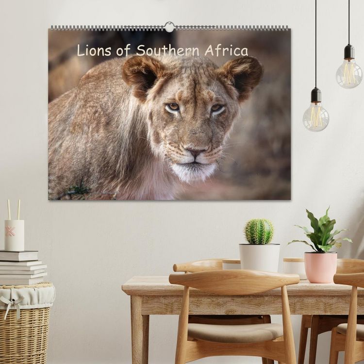 Produktbild: Lions of Southern Africa (Wall Calendar 2026 DIN A2 landscape), CALVENDO 12 Month Wall Calendar