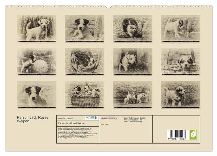 Produktbild: Parson Jack Russel Welpen (hochwertiger Premium Wandkalender 2026 DIN A2 quer), Kunstdruck in Hochglanz