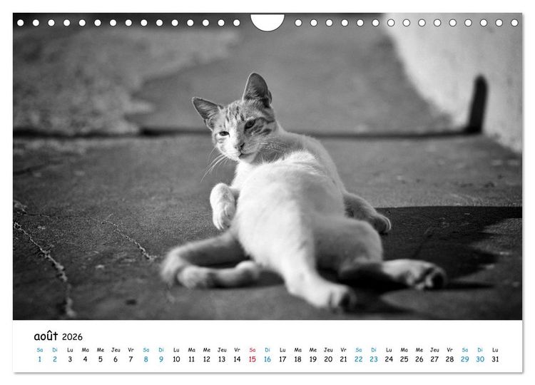 Produktbild: Chats de Santorin - Les princes d'Oia en noir et blanc (Calendrier mural 2026 DIN A4 vertical), CALVENDO calendrier mensuel