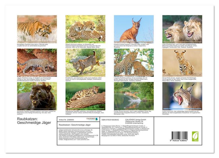 Produktbild: Raubkatzen: Geschmeidige J&auml;ger (Wandkalender 2026 DIN A3 quer), CALVENDO Monatskalender