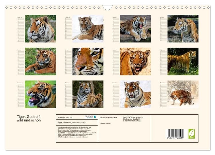 Produktbild: Tiger. Gestreift, wild und sch&ouml;n (Wandkalender 2026 DIN A3 quer), CALVENDO Monatskalender